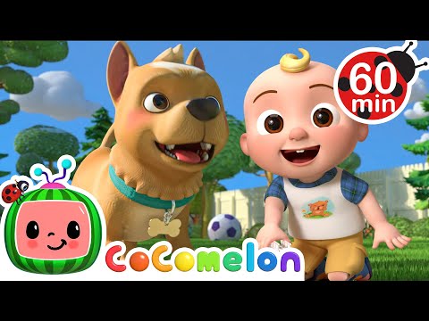 Say Hello to My Dog Bingo!🐶 | CoComelon | Animals for Kids | Sing Along | Learn about Animals