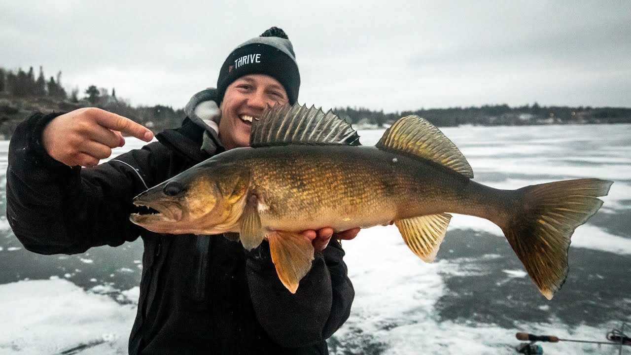 Golden Ontario Walleye on ICE - Jay Siemens