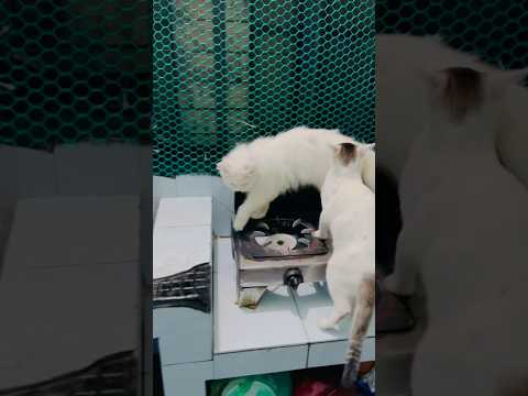 ময়যা চল নাগর খুঁজতে যাই🤓 #cat #anmals #sandy #funny #foryou #pets #viralvideo #trending #shorts