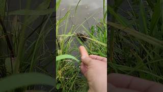 Feeding a snapping turtle a hot dog