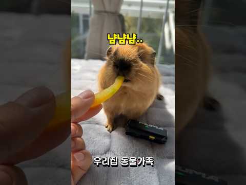 우리집 동물 가족 간식 시간! #동물 #강아지 #다람쥐 #앵무새 #햄스터일상 #동물원