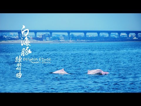 《白海豚練習曲》 紀錄片（Taiwanese Humpback Dolphin） - YouTube(50分23秒)