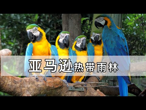 地球之肺亞馬遜熱帶雨林，這裏是衆多動物植物的天堂，今天跟隨我的視角壹起去看下地球最後的原始森林 - YouTube