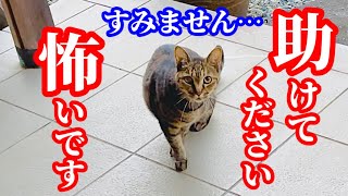 キジトラ猫が恐怖におののいていました！その驚愕の理由とは…