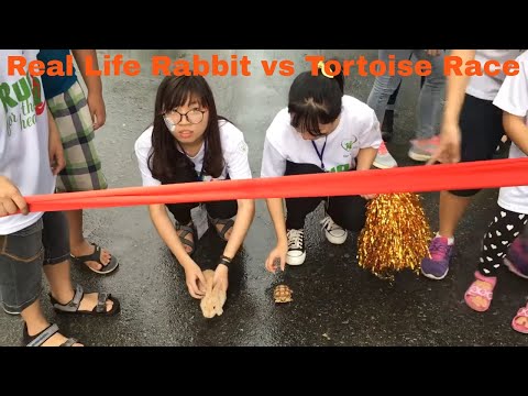 RÙA VÀ THỎ THI CHẠY NGOÀI ĐỜI THỰC AI SẼ VỀ ĐÍCH TRƯỚC ĐÂY?