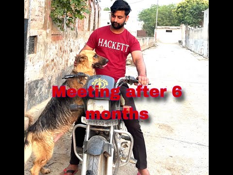 Meeting my German shepherd dog after 6 months | she is excited | my first video with kitto