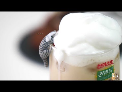 🥛 홈카페 영상 모음 5탄 🍦| 한세 HANSE