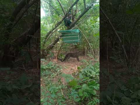 tiger catching #trending #viralvideo #viral ##youtubeshorts