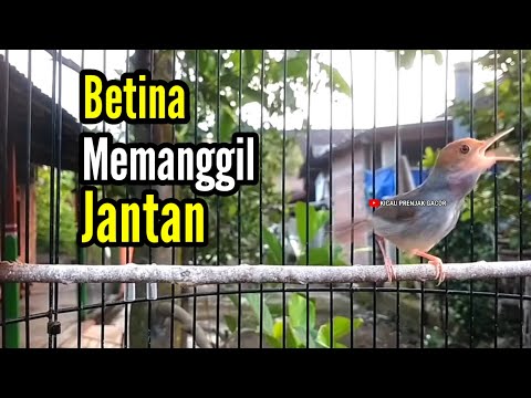 PRENJAK BETINA Gacor Istimewa Suara Jernih Memanggil PRENJAK JANTAN Cocok buat Masteran.