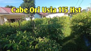 Cabe ori 212 usia 115 hst