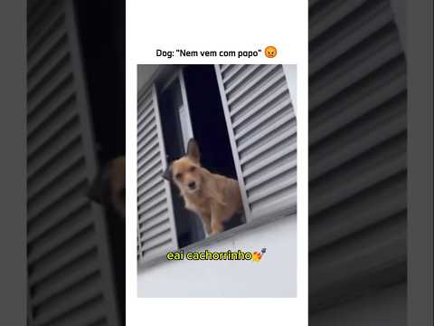 Quando eu penso que já vi de tudo 🫢 #animal #br #brasil #shortsvideo #cachorro #gato #animalshorts