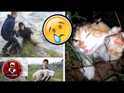 TOP 7 ANIMALES SALVADOS POR HUMANOS CAPTADOS EN CAMARA
