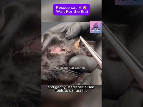 Foxtail Found Deep in Rescue Cat’s Eye! #CatRescue #RescueCat #kitten #pets #cat #rescue