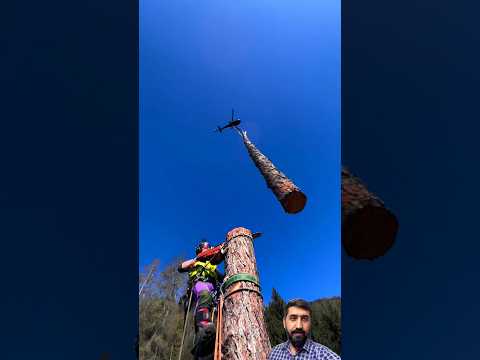 How to cut a long tree using helicopter and chainsaw || #youtubeshorts #viral #trending #machinery