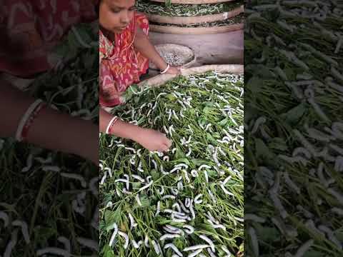 পোকা দিয়ে যেভাবে সুতা তৈরী করা হয় দেখুন #shorts #trandingshorts #মায়াজাল