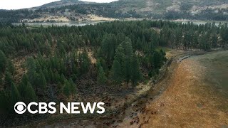 How forests are being restored after wildfires