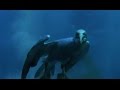 Sardines and Their Predators