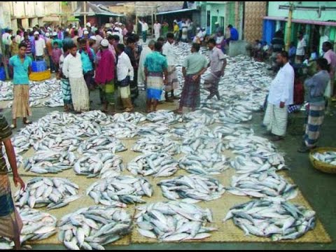 কমদামে ইলিশ কিনতে চান ? চলুন ঘুরে আসি ইলিশের বাজার থেকে