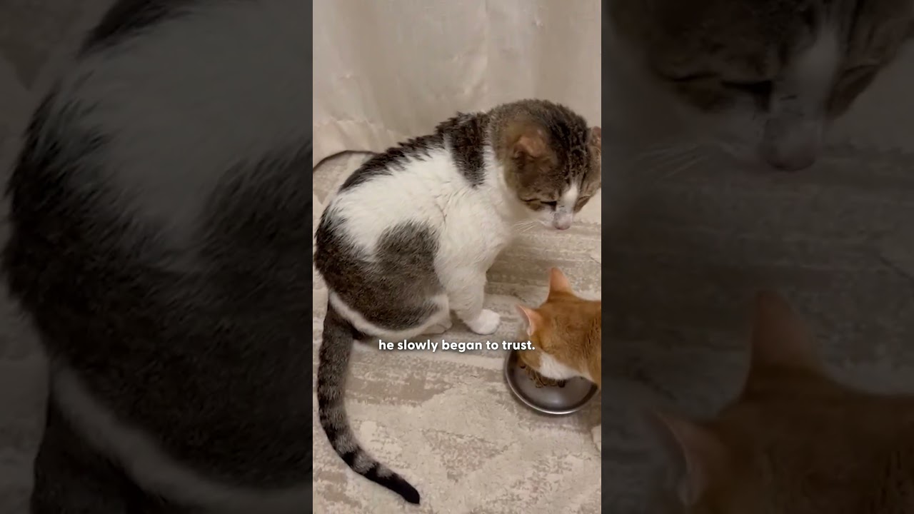 Sad-Faced Rescue Cat Learns How To Trust From Foster Siblings - The Dodo