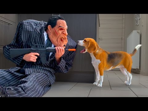 Dogs Vs Chub Suit Gangster Prank : Funny Dogs Louie and Marie