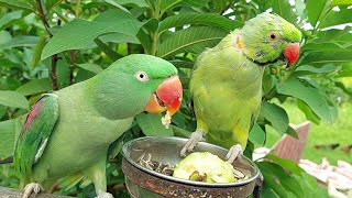 Talking Parrots Eating Fresh Guava From Tree | Natural Parrot Video