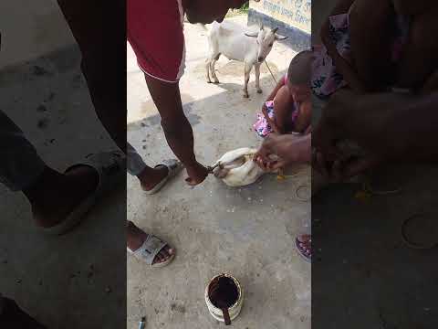 ছাগল পাঠার জীবনটা ঝাকানাকা করে তেনা তেনা😂😁 #animallife #animalfarming #minivlog #ytviral