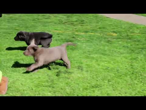 Silver Lab Puppies For Sale In Nc 07 2021