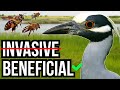 Invasive Species and Ecosystem Impact
