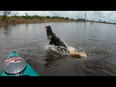 QUANDO A GENTE CONTA PASSA POR MENTIROSO... Pescaria. Pirarucu gigante.