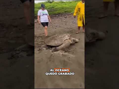 Rescatan una tortuga gigante y su reacción sorprende a todos