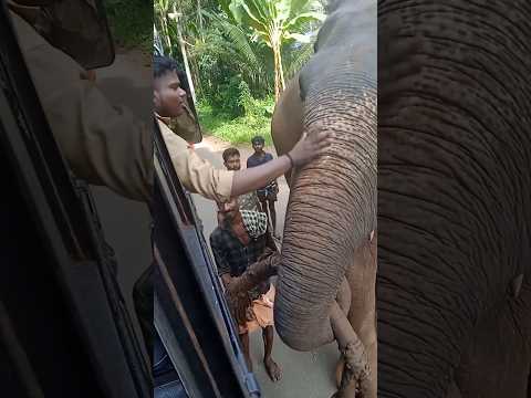 ആനയ്ക്ക് പഴം നൽകുന്ന ബസ് ഡ്രൈവർ❤️ ആനപ്രേമം❤️ #elephant #kerala #keraladiaries #royalelephant #love
