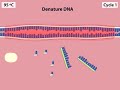 PCR Concepts and Applications