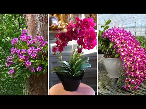 23 ESPÉCIES DE ORQUÍDEAS RARAS PARA IDENTIFICAÇÃO NOMES CIENTÍFICOS #orchid