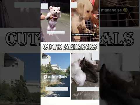 cute animals funny video trending shorts 🥰  #funnycomedyshort #cuteanimalsfunnyvideos #funnuanimals