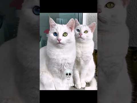 RealCats Or CopyCats 💀