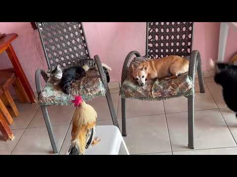 Vejam como pinscher comemora Natal ￼