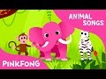 Animal Behavior and Classification
