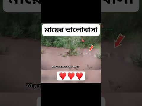 Heroic Mother Dog Jumps into Raging Flood to Save Her Puppies! | Unconditional Love #shorts