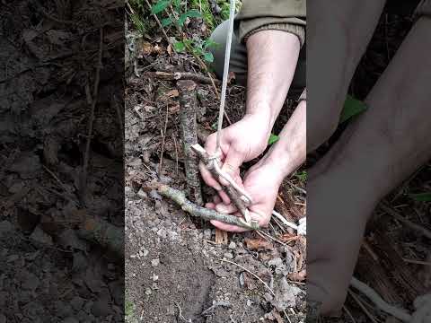 Trap #bushcraft #trap #survival
