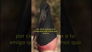 10 minutos de puros datos mamalones de animales (compilación tiktok ismael_chee)