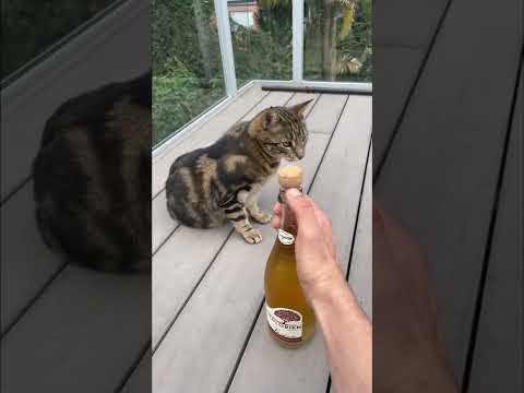 CatWho wants to kill me?#cat #catsoftiktok#funnyvideos #foryou #fypage #fypツ #funnycats