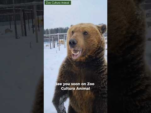 Don't Let a Bear Take Your Presence as a Provocation