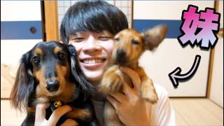 新しい家族ができました【犬】