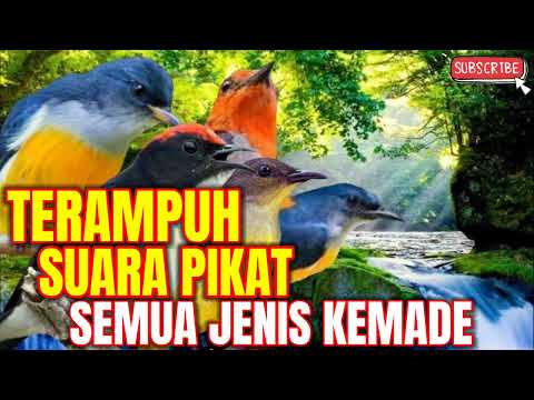 BURUNG KEMADE