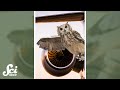 Quiet Flight: Lessons from Owls