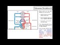 Circulatory System Concepts and Misconceptions