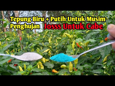 Duet terbaik di musim penghujan untuk tanaman cabe