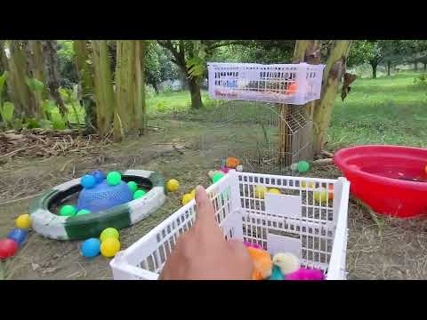 Tangkap Ayam Lucu, Ayam Warna Warni, Ayam Rainbow Gokil, Kelinci, Kucing Lucu, Bebek, Hewan Lucu #10