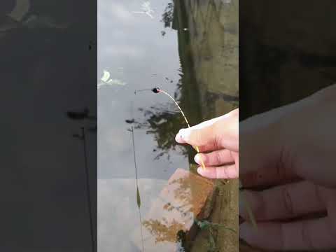 World’s SMALLEST fishing rod