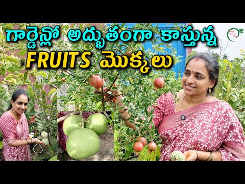 గార్డెన్లో అద్భుతంగా కాస్తున్న FRUITS మొక్కలు | TERRACE GARDEN FRUITS  || TELUGU GARDEN VLOG